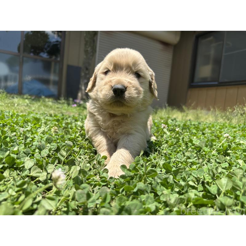 販売中の千葉県のゴールデンレトリーバー-391660の4枚目