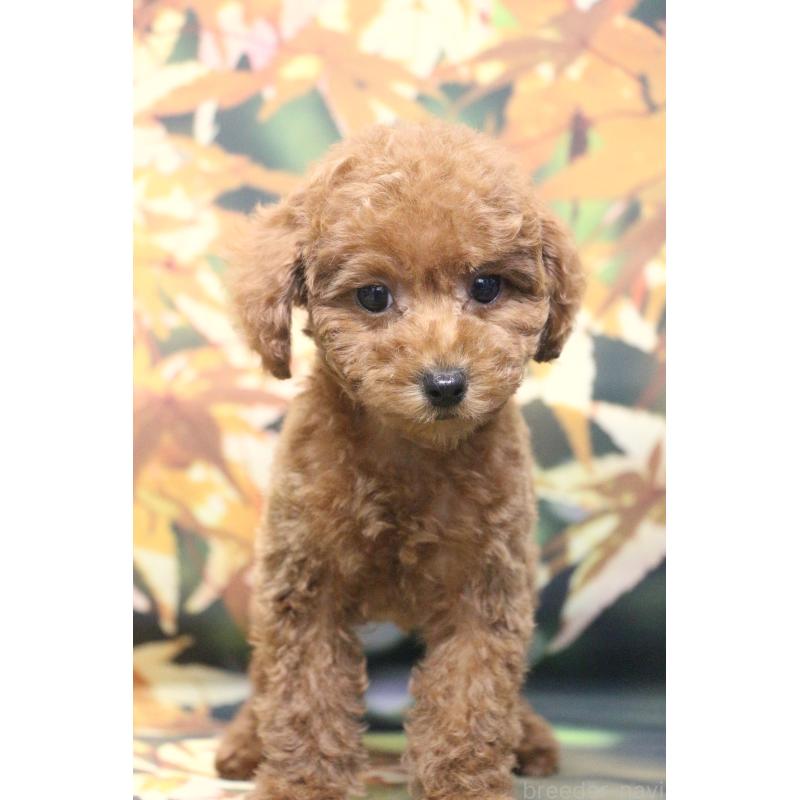 販売中の千葉県のトイプードル-426930の10枚目