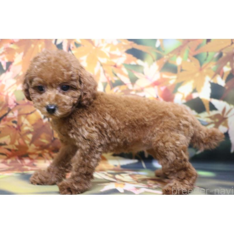 販売中の千葉県のトイプードル-426930の9枚目