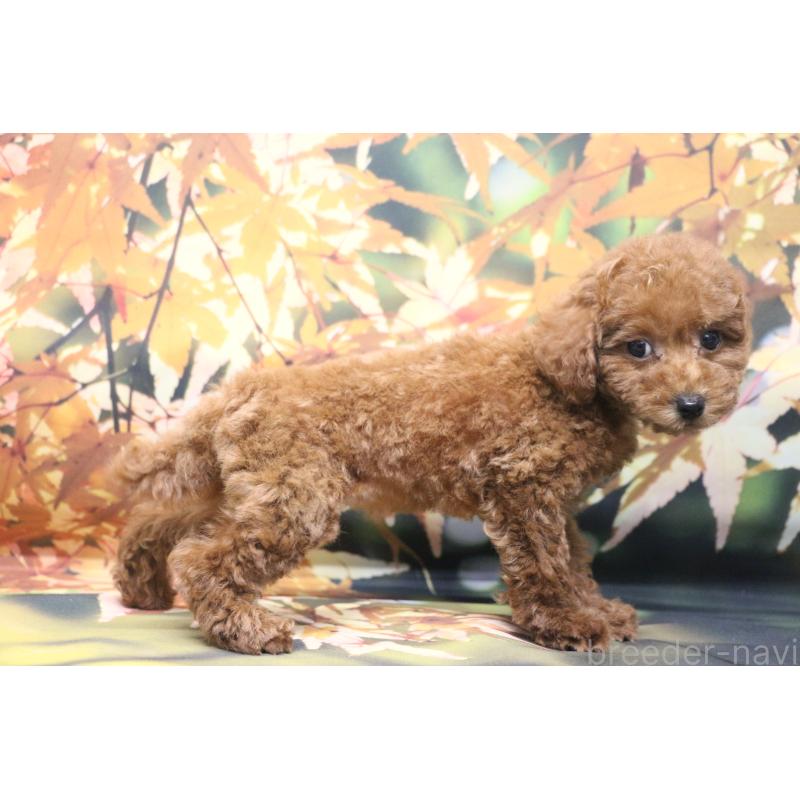 販売中の千葉県のトイプードル-426930の8枚目