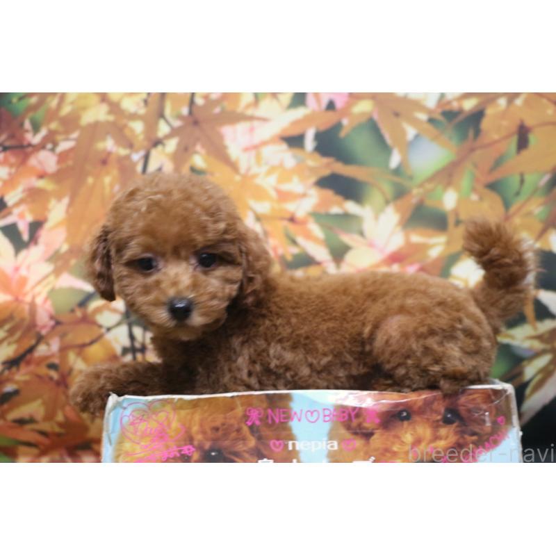 販売中の千葉県のトイプードル-426930の7枚目