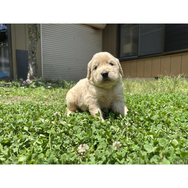 商談中の千葉県のゴールデンレトリーバー-391659の5枚目