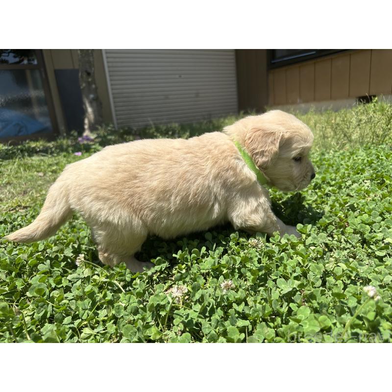 商談中の千葉県のゴールデンレトリーバー-391659の4枚目