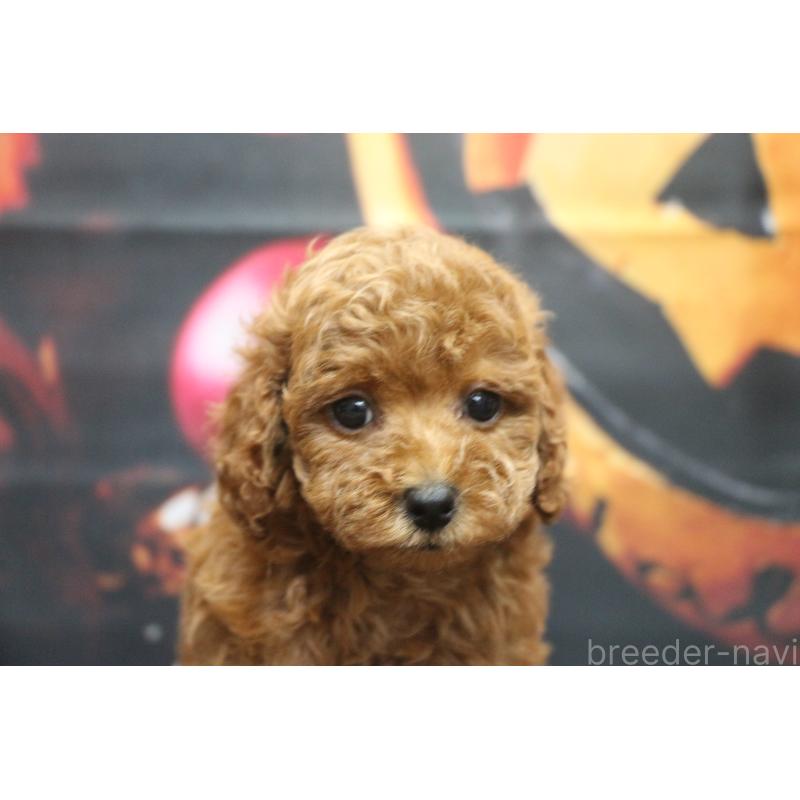 販売中の千葉県のトイプードル-426930の6枚目