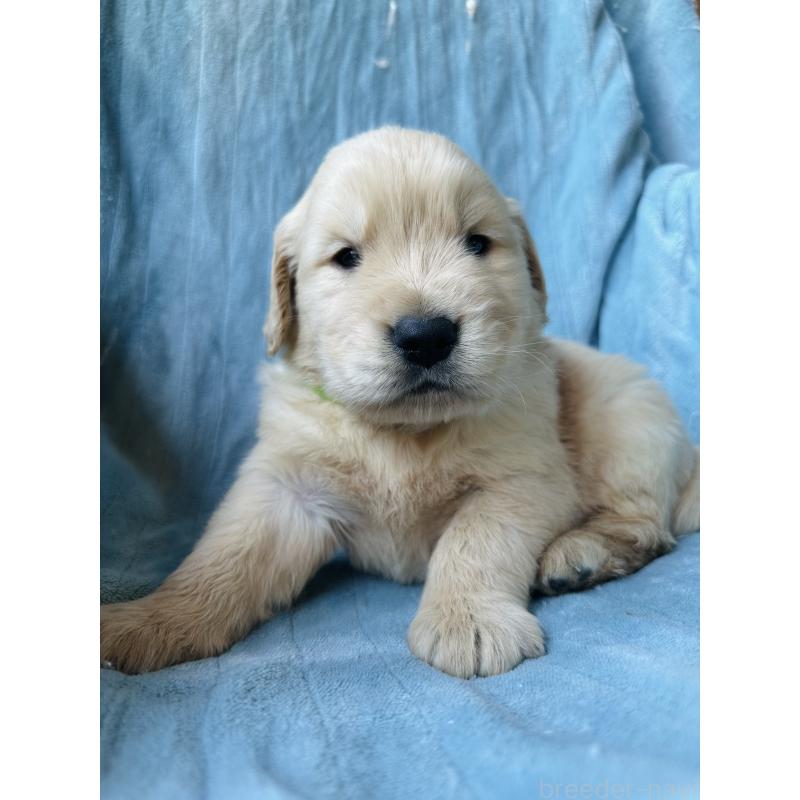 商談中の千葉県のゴールデンレトリーバー-391659の3枚目