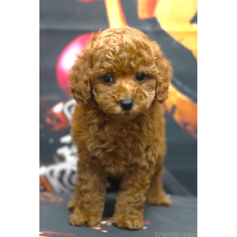 販売中の千葉県のトイプードル-426930の5枚目