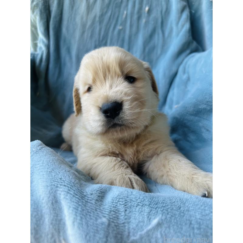 商談中の千葉県のゴールデンレトリーバー-391659の2枚目