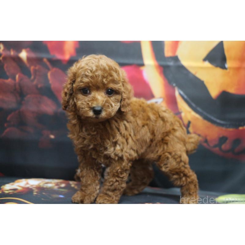 販売中の千葉県のトイプードル-426930の4枚目