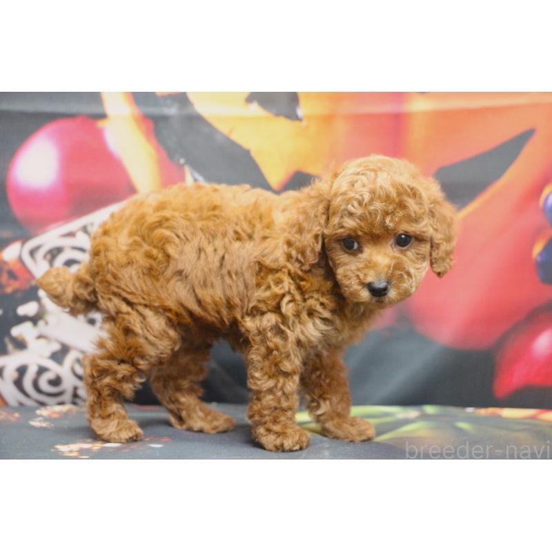 販売中の千葉県のトイプードル-426930の3枚目