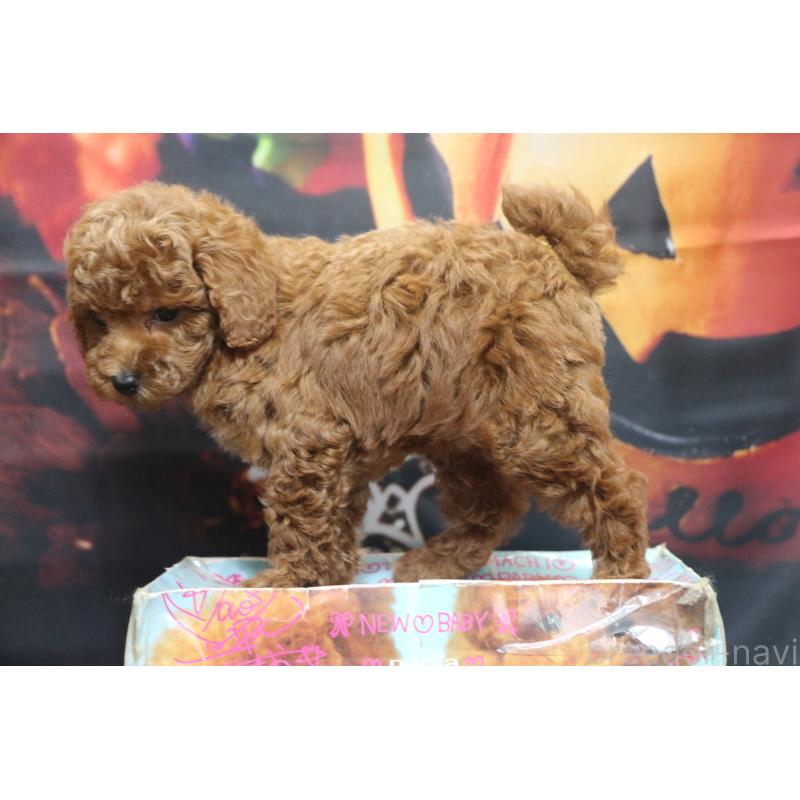 販売中の千葉県のトイプードル-426930の2枚目