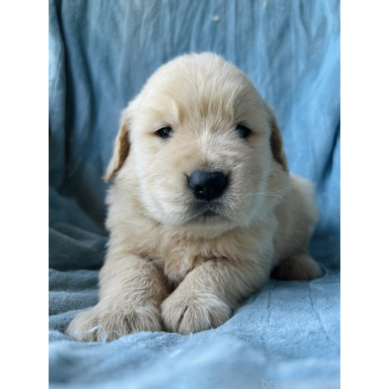 販売中の千葉県のゴールデンレトリーバー-391660の3枚目