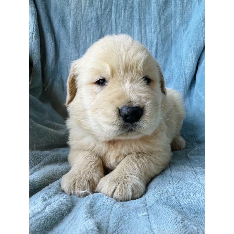 販売中の千葉県のゴールデンレトリーバー-391660の2枚目