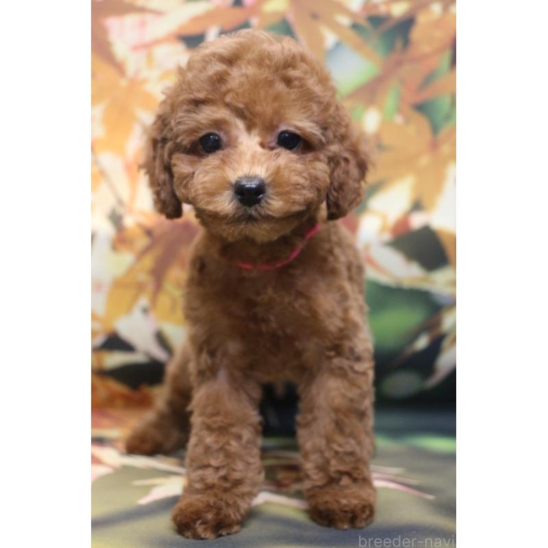 販売中の千葉県のトイプードル-426931の10枚目