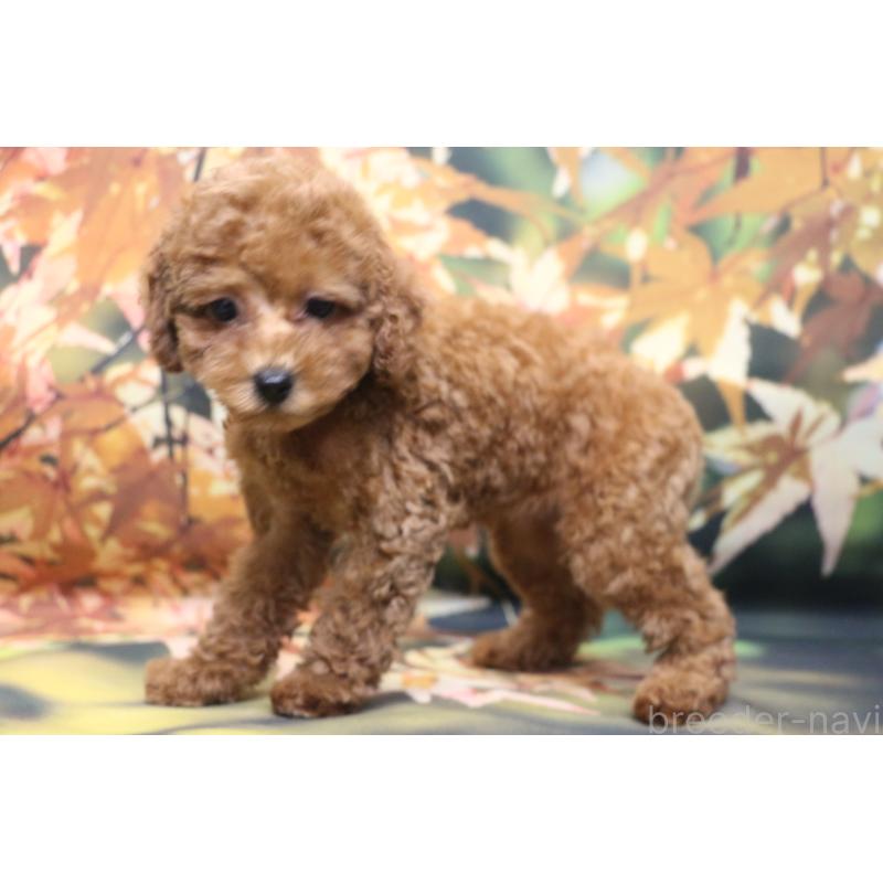 販売中の千葉県のトイプードル-426931の9枚目