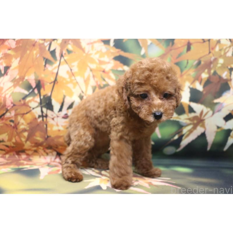 販売中の千葉県のトイプードル-426931の8枚目