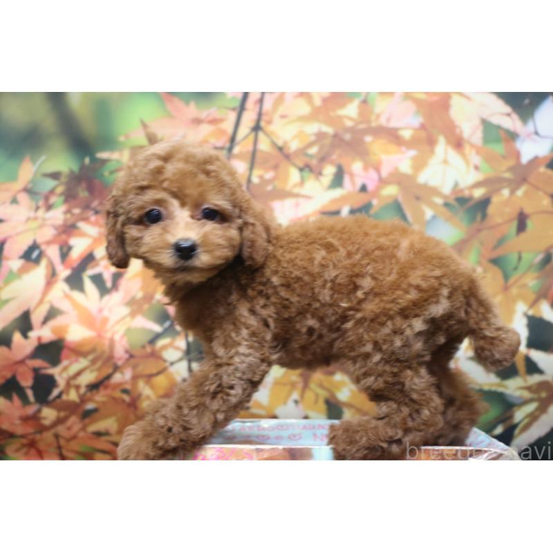 販売中の千葉県のトイプードル-426931の7枚目