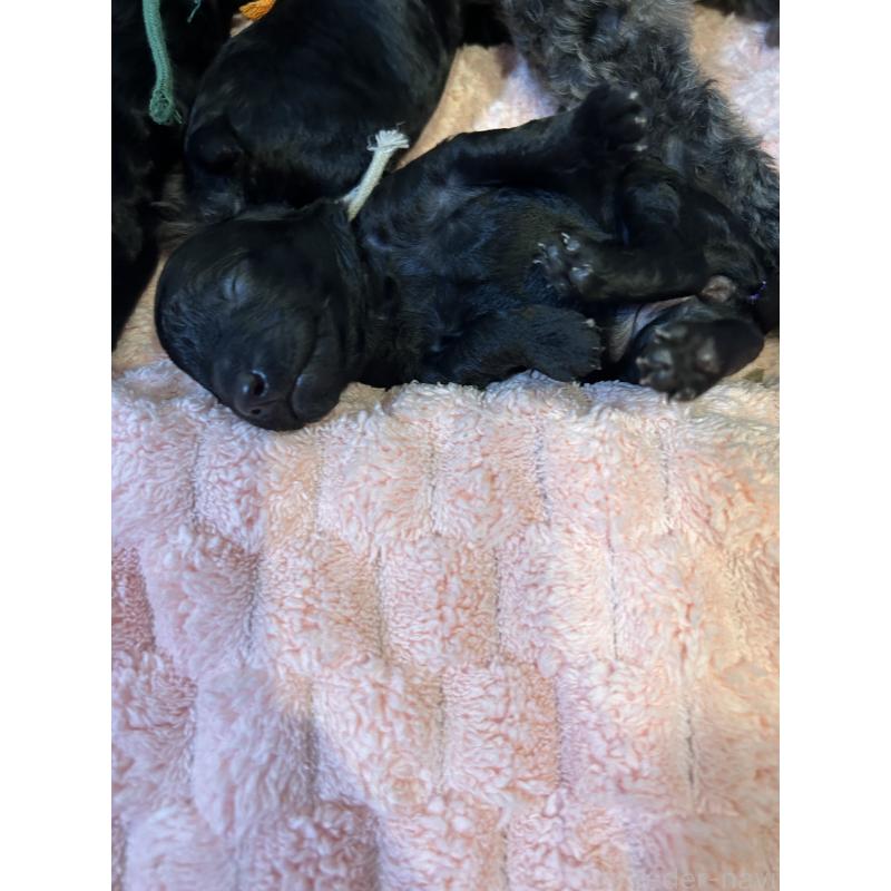 販売中の岡山県のタイニープードル-426932の3枚目