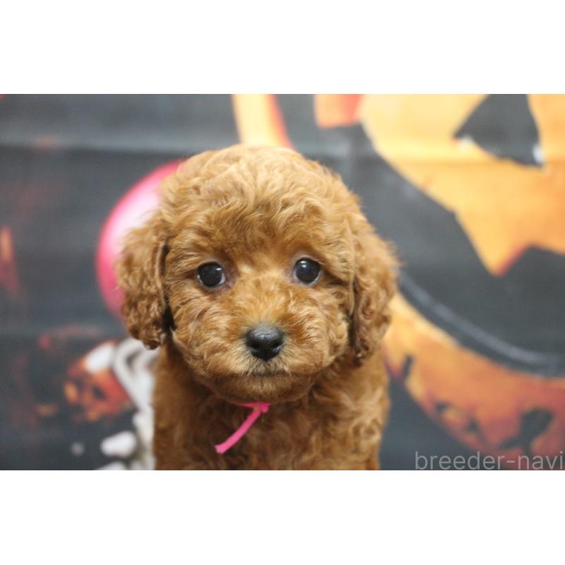 販売中の千葉県のトイプードル-426931の6枚目