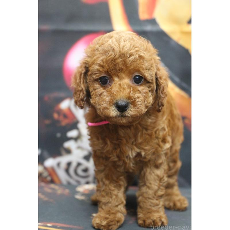 販売中の千葉県のトイプードル-426931の5枚目