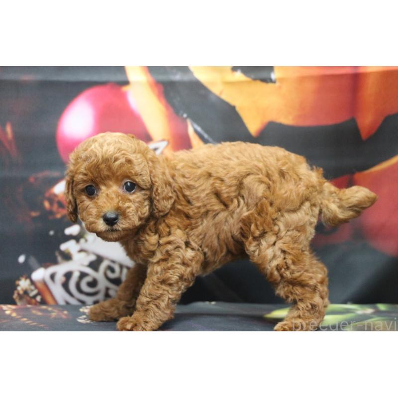 販売中の千葉県のトイプードル-426931の4枚目