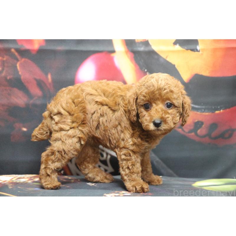 販売中の千葉県のトイプードル-426931の3枚目