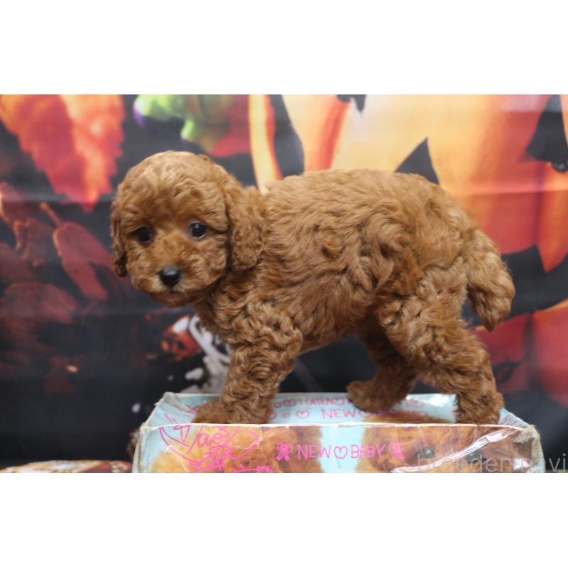 販売中の千葉県のトイプードル-426931の2枚目