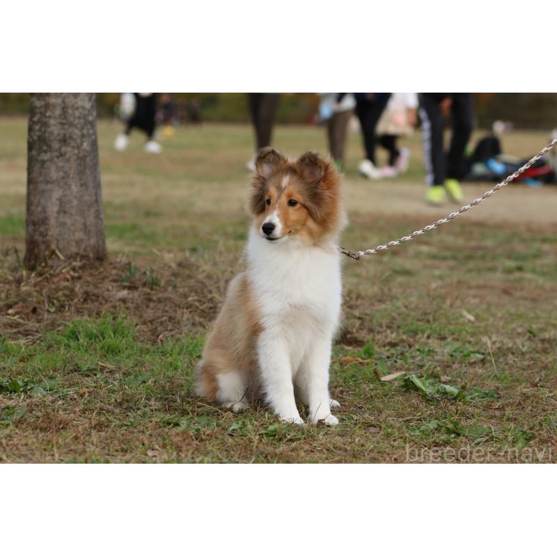 成約済の茨城県のシェットランドシープドッグ(シェルティ)-419923の3枚目