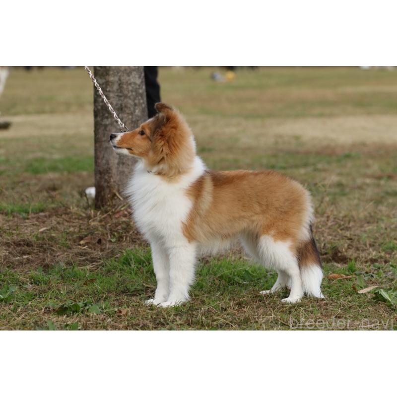 成約済の茨城県のシェットランドシープドッグ(シェルティ)-419923の2枚目