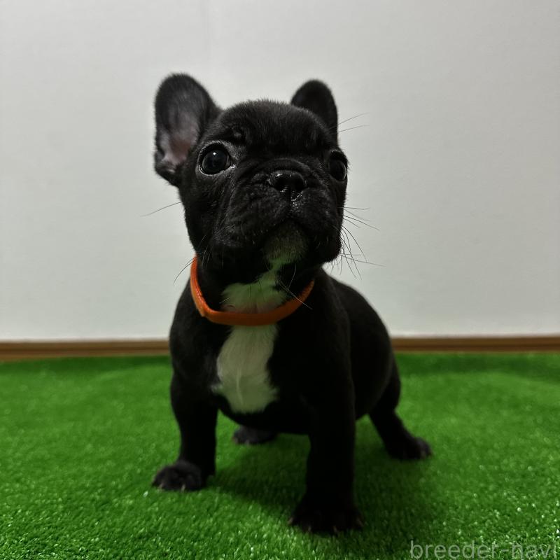 販売中の兵庫県のフレンチブルドッグ-426934の5枚目