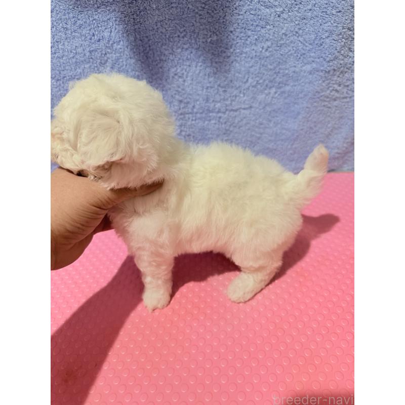 販売中の山形県のビションフリーゼ-426936の3枚目