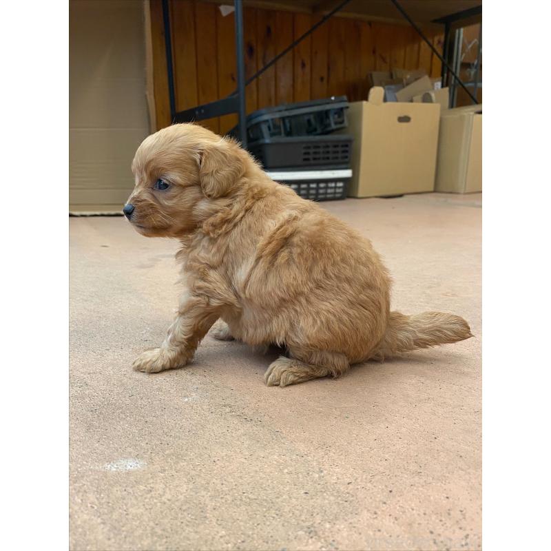 販売中の沖縄県のミックス犬-426942の3枚目