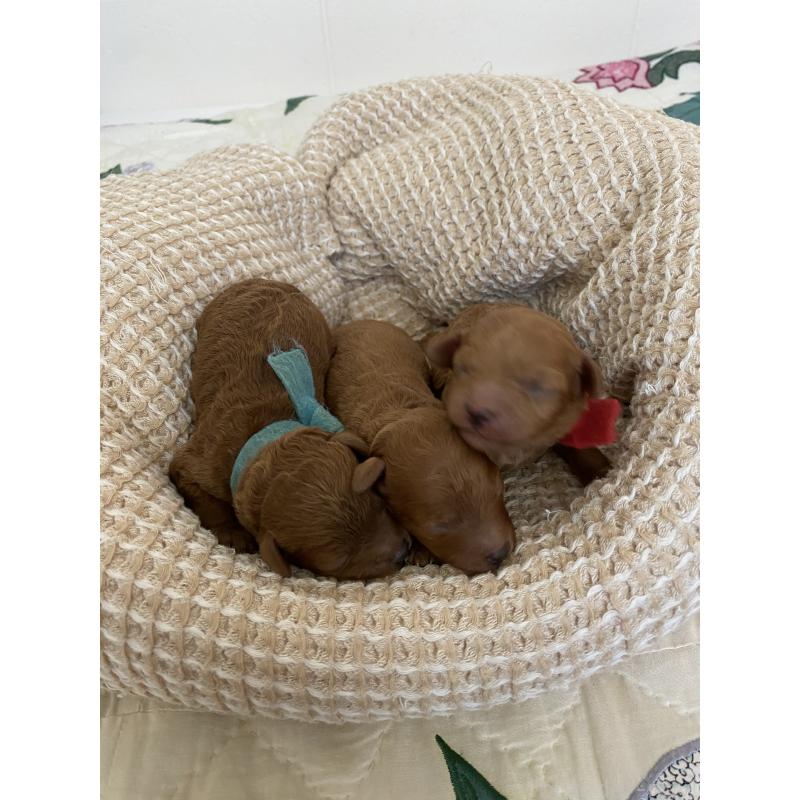 販売中の沖縄県のミックス犬-426942の2枚目