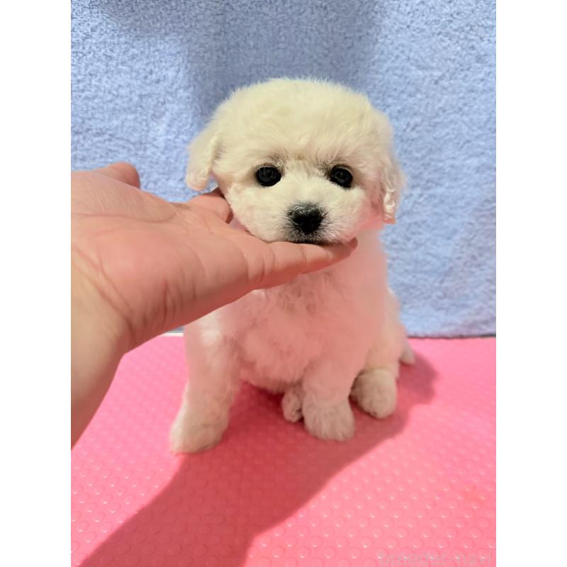 販売中の山形県のビションフリーゼ-426936の2枚目