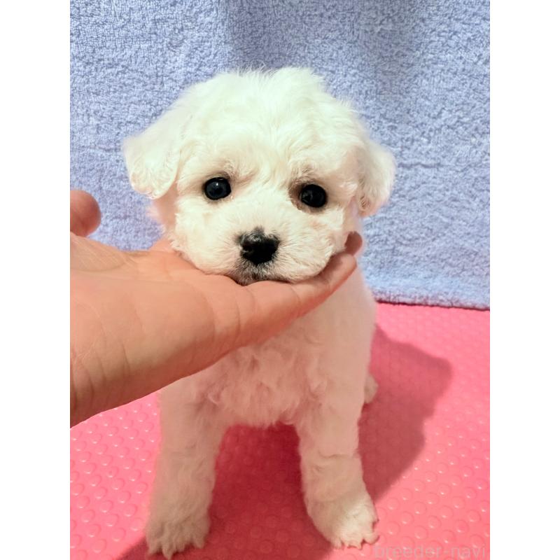 販売中の山形県のビションフリーゼ-426939の5枚目