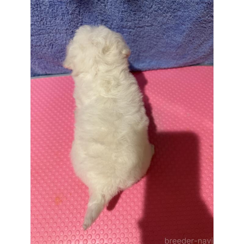 販売中の山形県のビションフリーゼ-426939の3枚目