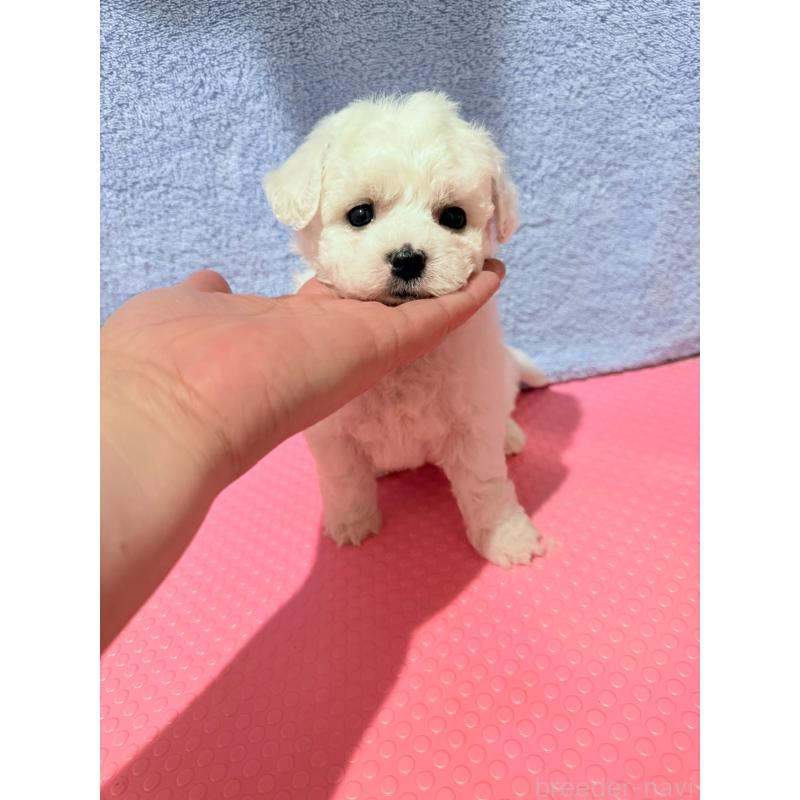 販売中の山形県のビションフリーゼ-426939の2枚目