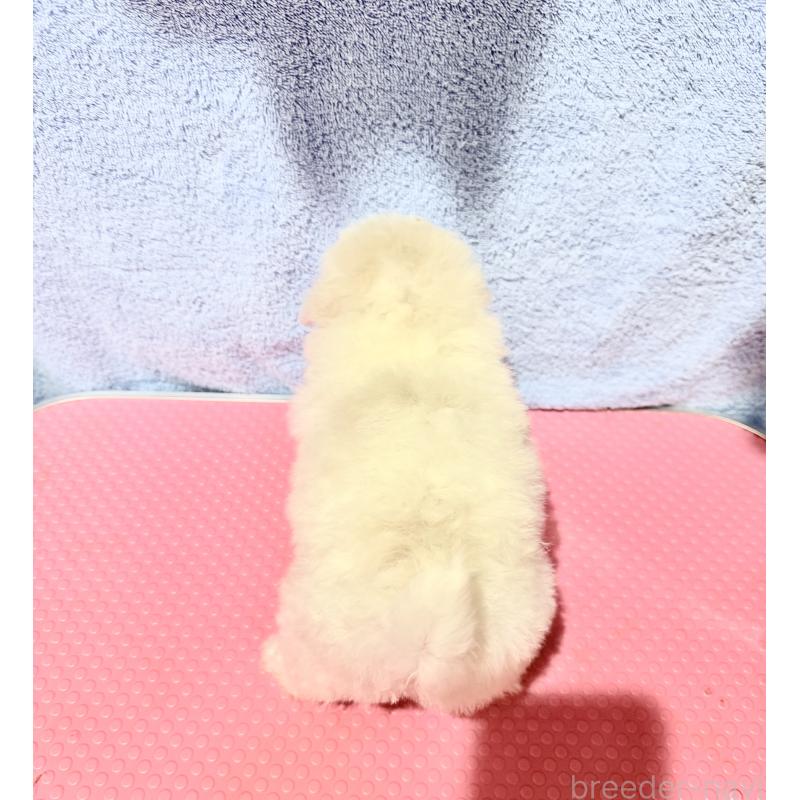 販売中の山形県のビションフリーゼ-426940の2枚目