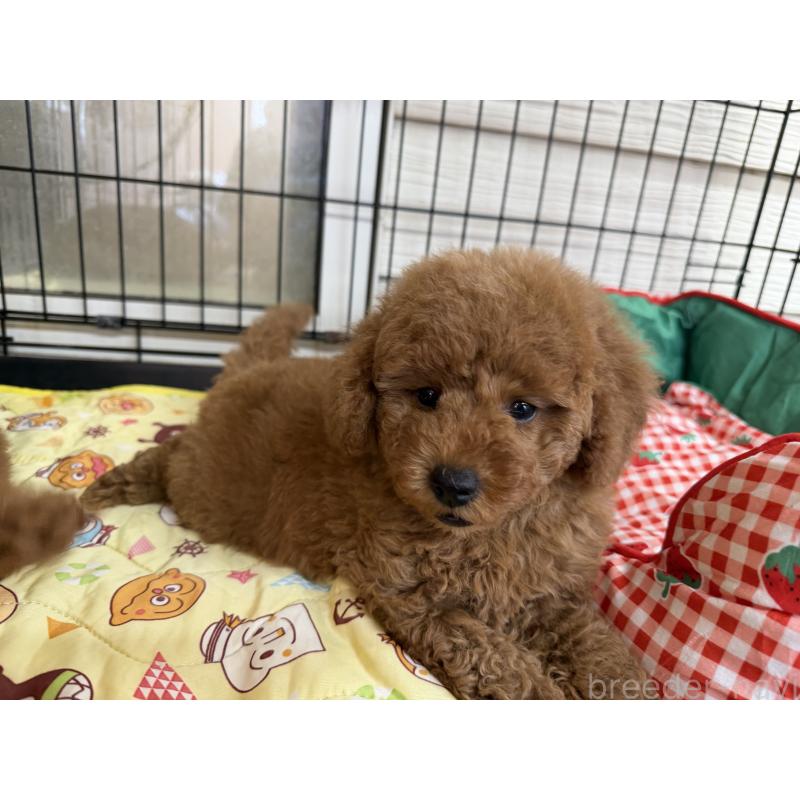 商談中の埼玉県のミニチュアプードル-424978の8枚目