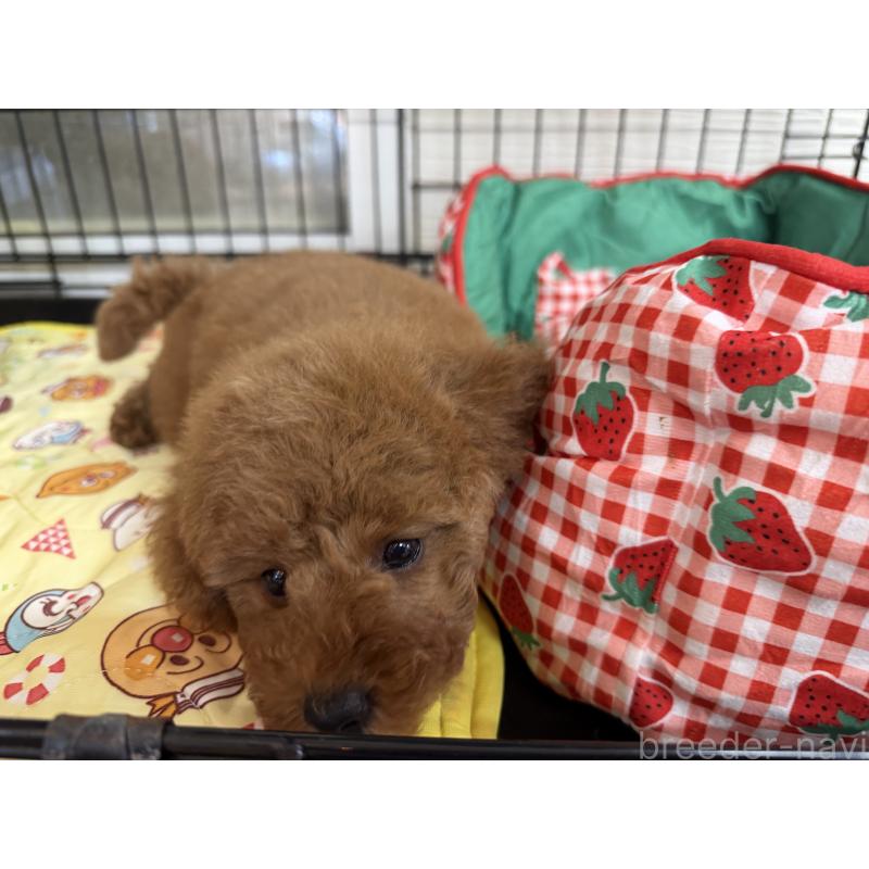 商談中の埼玉県のミニチュアプードル-424978の7枚目