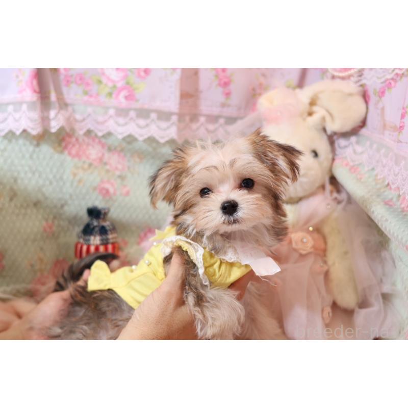 成約済の大阪府のマルキー:マルチーズ×ヨークシャーテリア-419942の4枚目