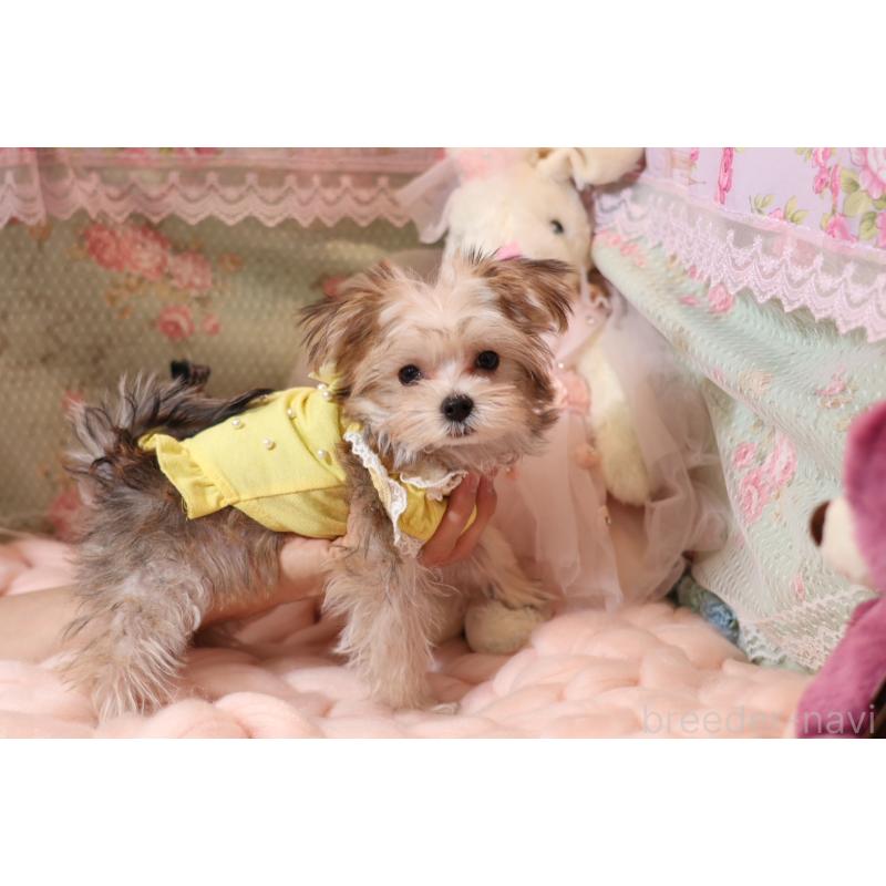 成約済の大阪府のマルキー:マルチーズ×ヨークシャーテリア-419942の3枚目