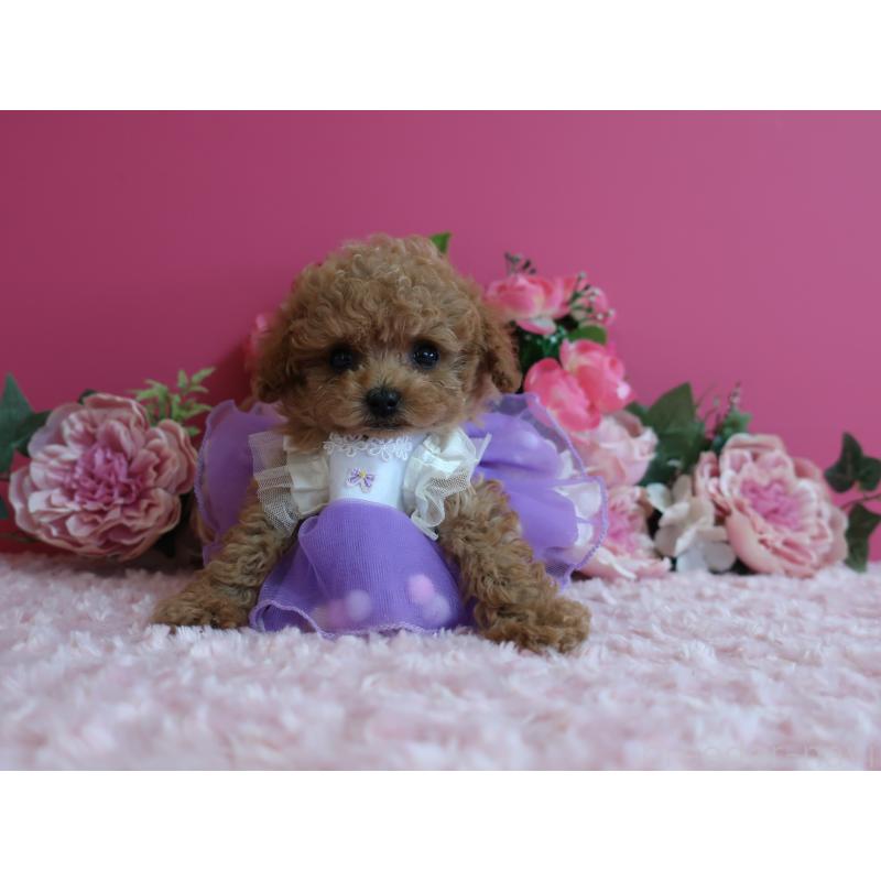 販売中の鹿児島県のティーカッププードル-426943の1枚目