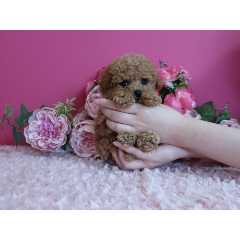 販売中の鹿児島県のティーカッププードル-426943の13枚目