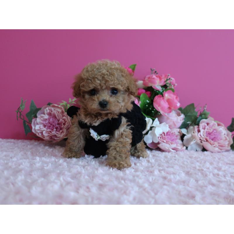 販売中の鹿児島県のティーカッププードル-426943の12枚目