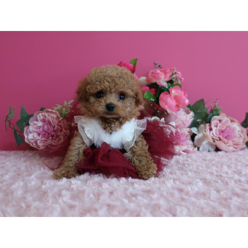 販売中の鹿児島県のティーカッププードル-426943の11枚目