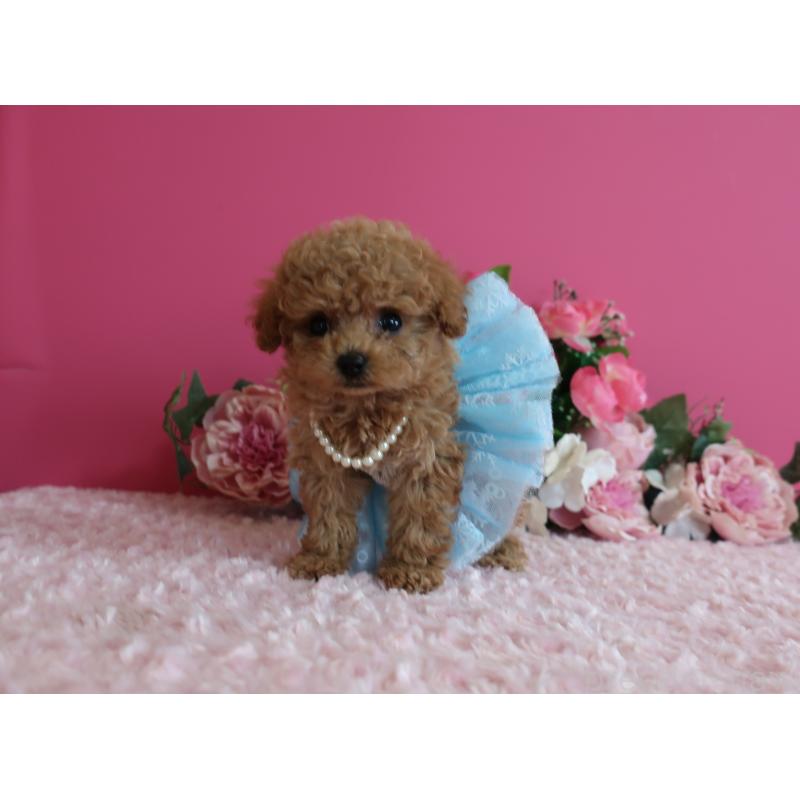 販売中の鹿児島県のティーカッププードル-426943の10枚目