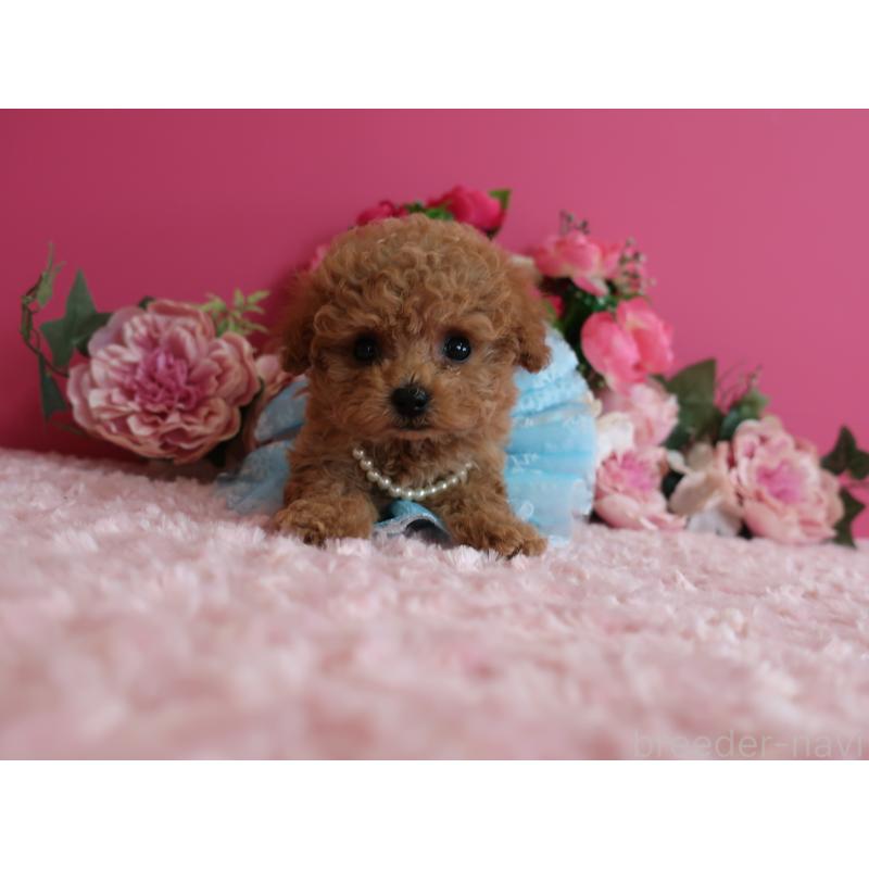 販売中の鹿児島県のティーカッププードル-426943の9枚目