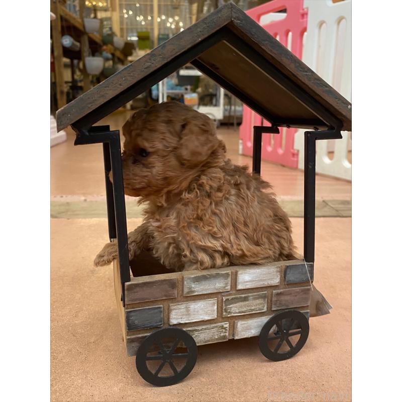 販売中の沖縄県のミックス犬-426944の3枚目