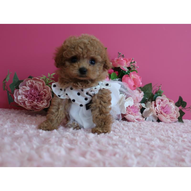 販売中の鹿児島県のティーカッププードル-426943の8枚目