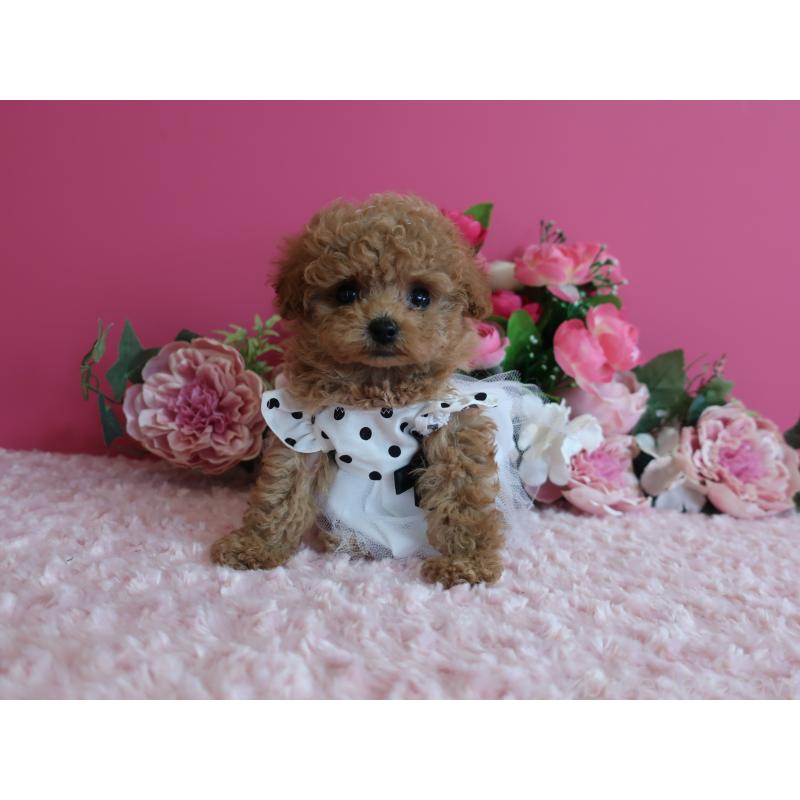 販売中の鹿児島県のティーカッププードル-426943の7枚目